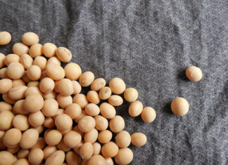 Lecytyna – co musisz wiedzieć o jej zastosowaniu