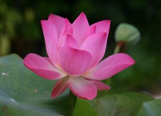 Jak jest cymbergaj po angielsku?