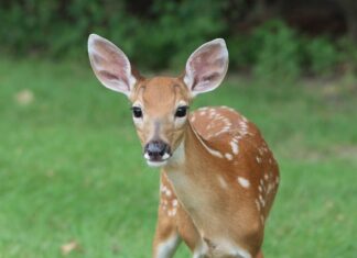 Ile trwa mecz Młodzika?