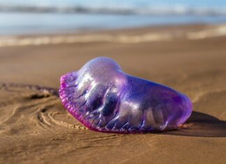 Czego życzy się żeglarzom?