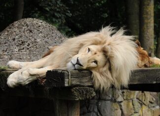 Jaki bagażnik Thule na 4 rowery? Jaki bagażnik Thule na 4 rowery?