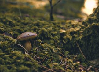 Jaki Shaft do lotek?