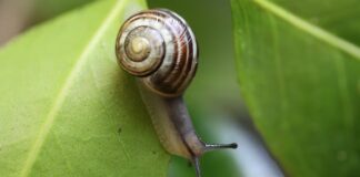 Jak ominąć czujnik pas?