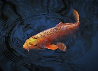 Jaka wędka na karpia do 100 zł?