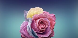 Gdzie kupić płatki róż Rossmann?