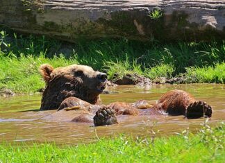 Czym odświeżyć wnętrze butów? Czym odświeżyć wnętrze butów?