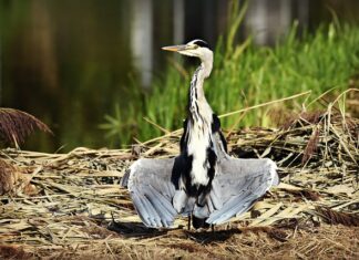 Jak suszyć płatki kwiatów? Jak suszyć płatki kwiatów?