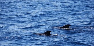 Z czego uszyć ponczo do morsowania?