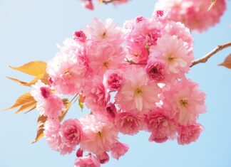 Z czym jest paczek z róża? Z czym jest paczek z róża?