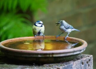 Jak się mówi po angielsku portmonetka?