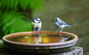 Jak się mówi podkoszulka czy podkoszulek?