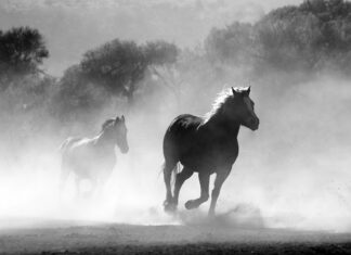Czy można palić płatki róż? Czy można palić płatki róż?