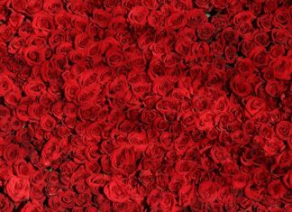 Jak przedłużyć trwałość róż? Jak przedłużyć trwałość róż?