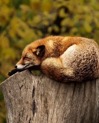 Co oznacza czerwona opaska na udzie?