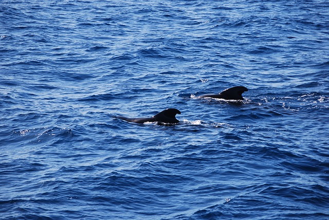 Czy po morsowaniu można brać gorący prysznic? Czy po morsowaniu można brać gorący prysznic?
