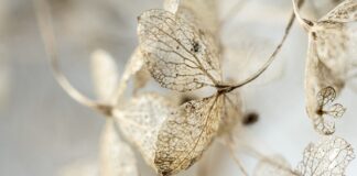 Co zrobić żeby płatki róż nie zwiędły?