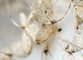 Co zrobić żeby płatki róż nie zwiędły?